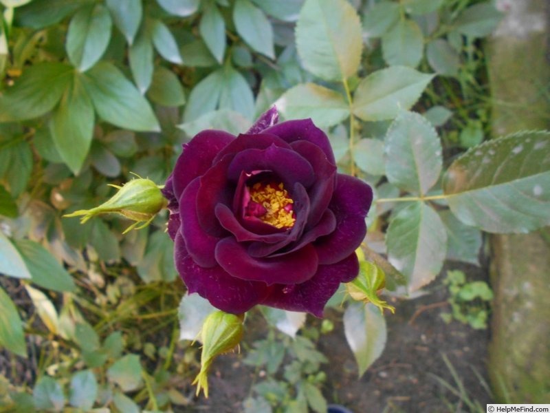 'Midnight Blue ™' rose photo