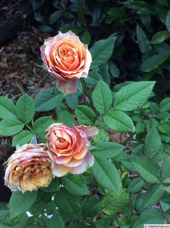 'Napoli' rose photo