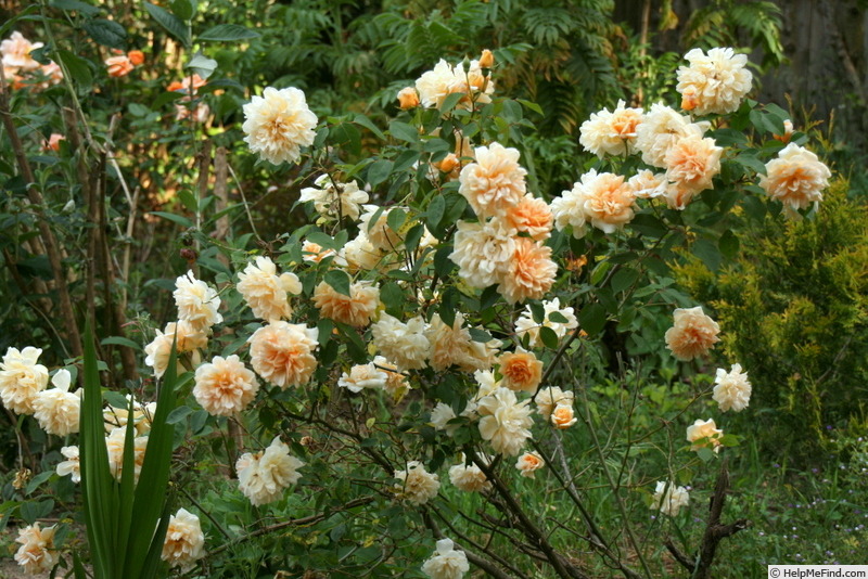 'William Allen Richardson' rose photo