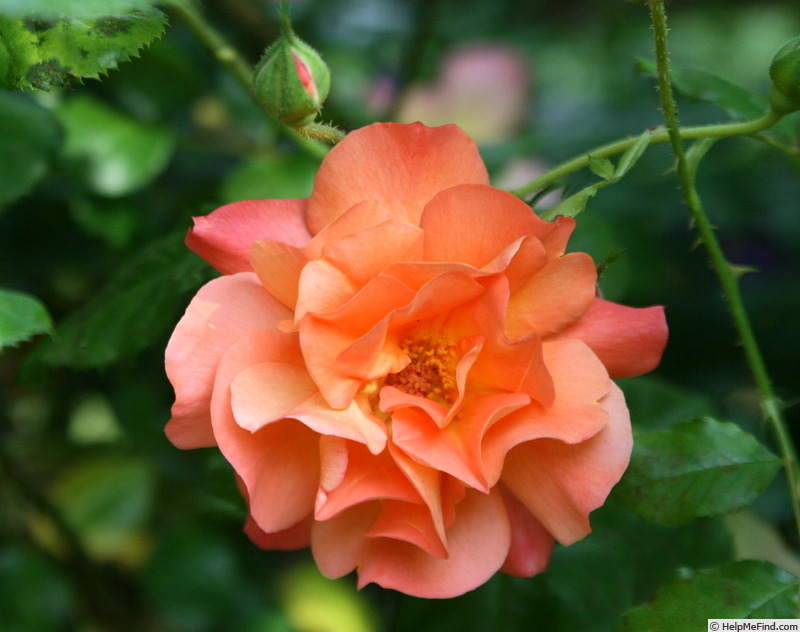 'Westerland (Shrub, Kordes, 1969)' rose photo