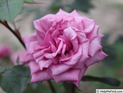 'Albania' rose photo