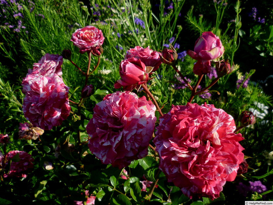 'Abracadabra ® (floribunda, Kordes, 2004)' rose photo