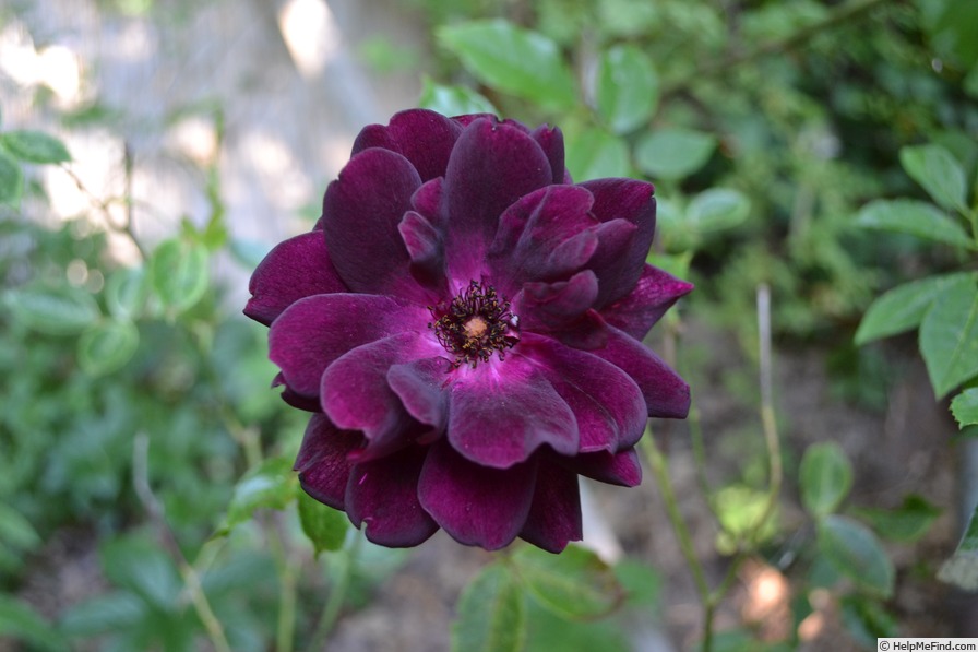 'Burgundy Ice' rose photo