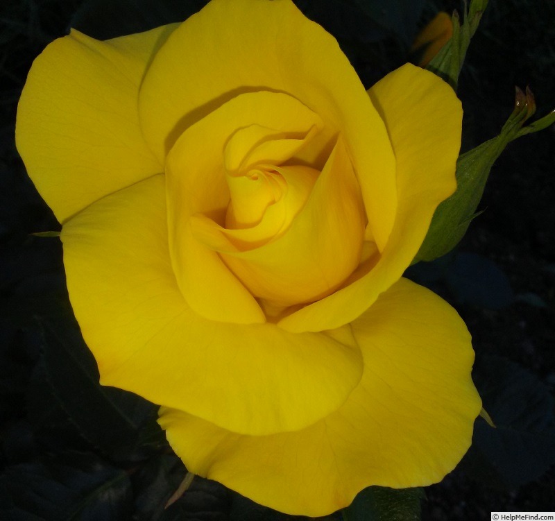 'Sunsprite (Floribunda, Kordes, 1973)' rose photo