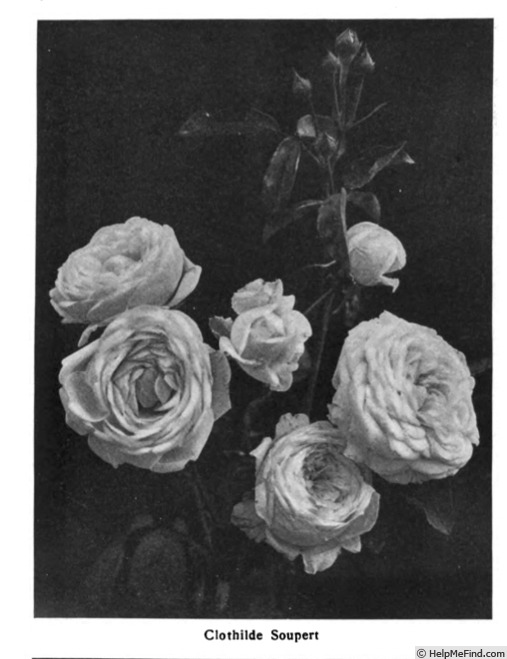 'Clotilde Soupert (polyantha, Soupert & Notting 1888)' rose photo