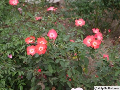 'Eagle Wings ®' rose photo