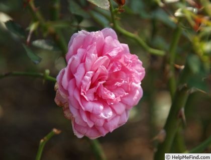 'Antique Rose ™ (miniature, Moore, 1980)' rose photo