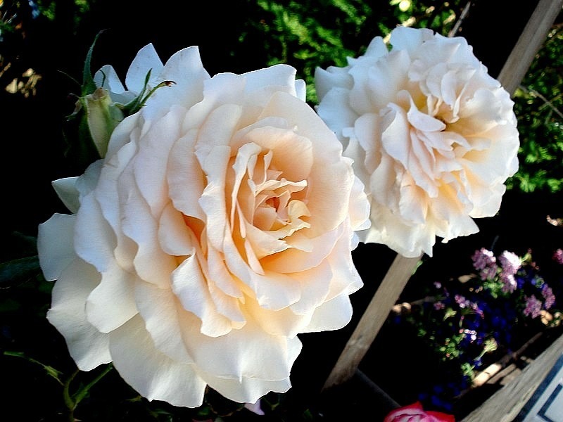 'Sweet Love ® (hybrid tea, 2005, Harkness)' rose photo