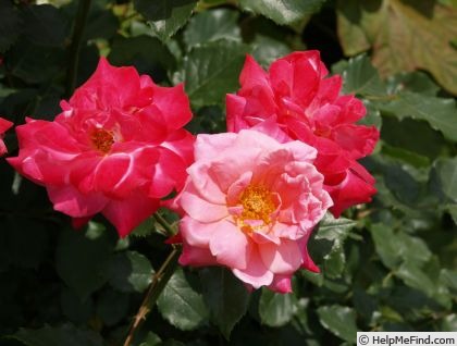 'Princess Chichibu' rose photo