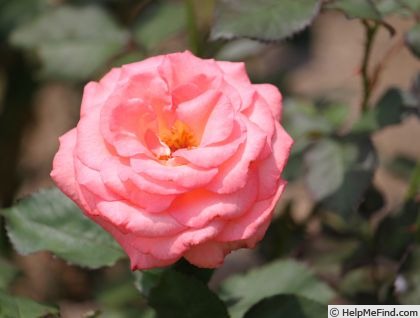 'Princess Sayako' rose photo