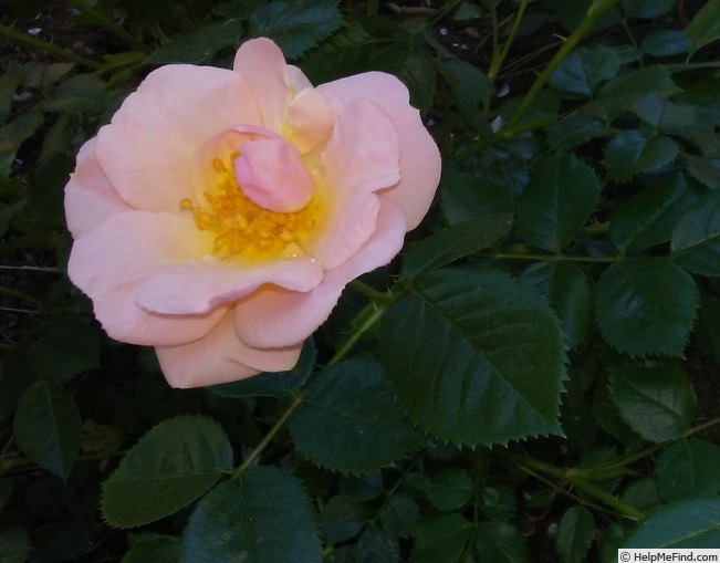 'Chihuahua' rose photo