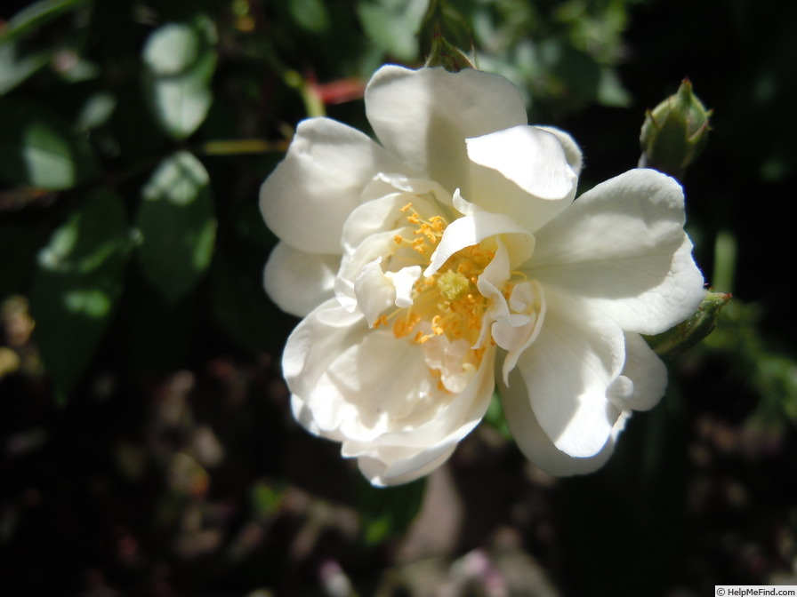 'Yellow Light' rose photo