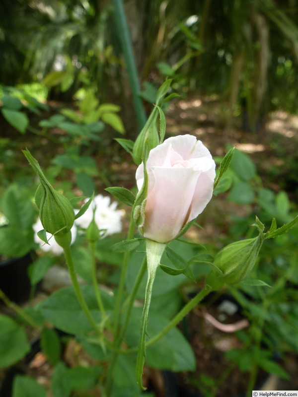 'Bouquet Tout Fait (noisette)' rose photo