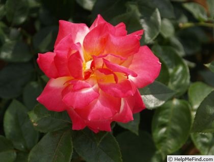 'Asagumo' rose photo