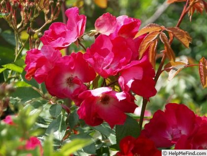 'Aafje Heynis' rose photo