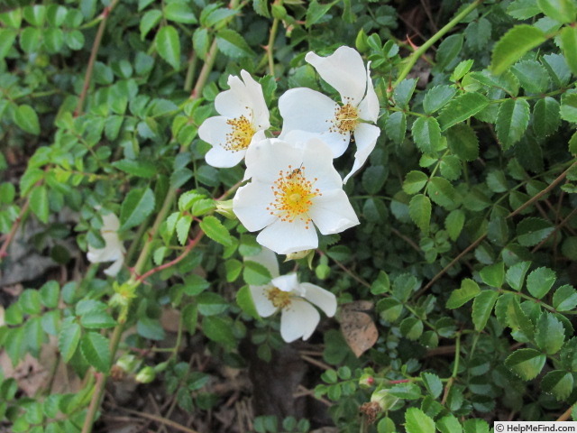 'Rosa wichurana poteriifolia' rose photo