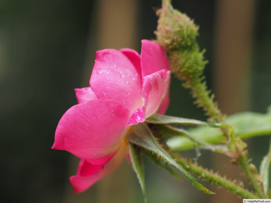 '14 William Lobb OP 01' rose photo