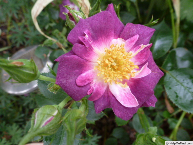 'Bluesy' rose photo