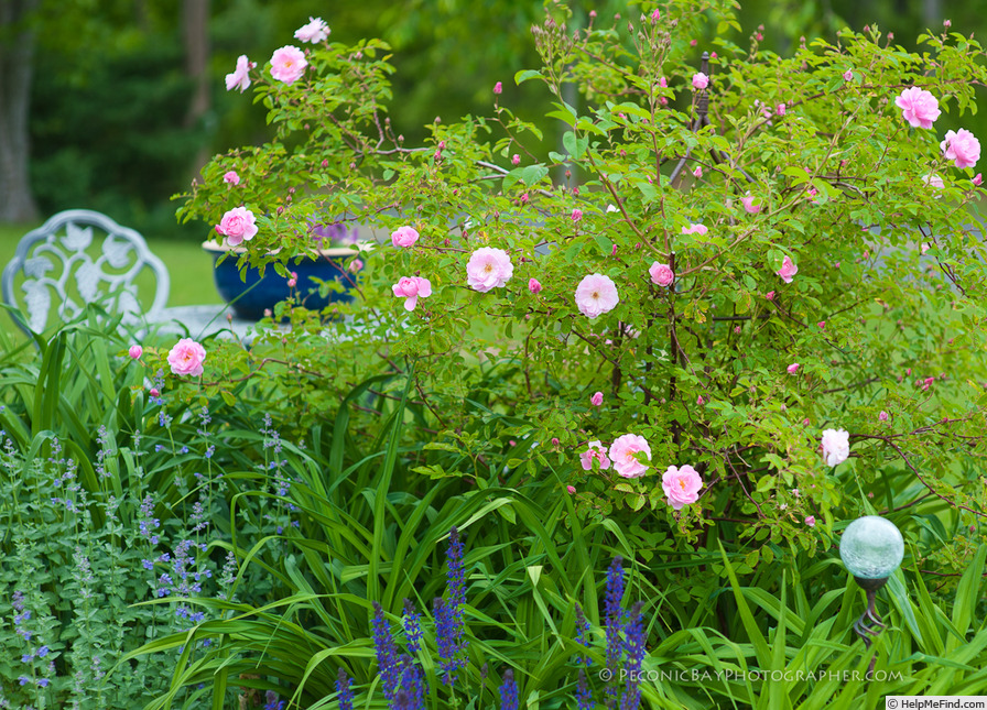 'Lillian Gibson' rose photo