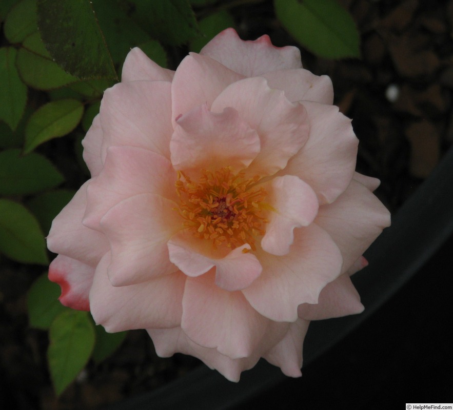 'Pat Henry' rose photo