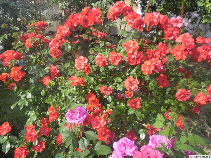 'La Sevillana ®, Cl.' rose photo
