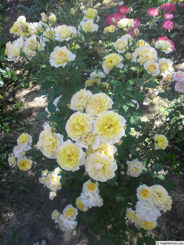 'LandLust ®' rose photo