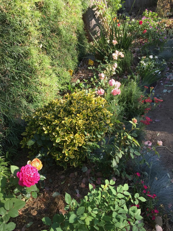 'Mamabotanica's Pasadena Garden'  photo