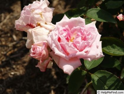 'Flush o'Dawn' rose photo