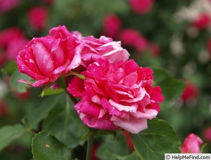 'Pride of Reigate' rose photo