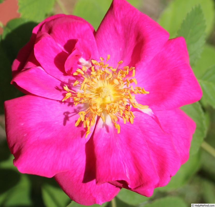 'Duchesse de Portland' rose photo