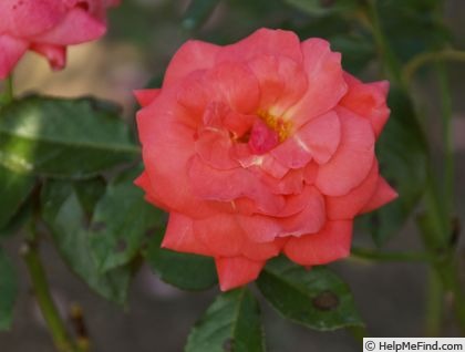 'Ballindalloch Castle' rose photo