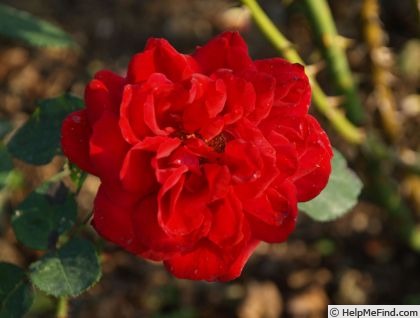 'Barbecue' rose photo