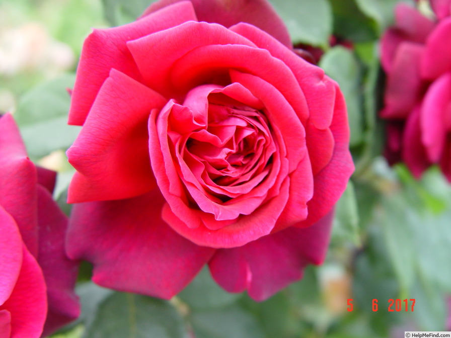 'Gräfin Diana ®' rose photo