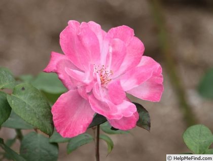 'Deutsche Welle ®' rose photo