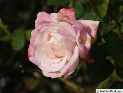 'Devotion (floribunda, Harkness, 1971)' rose photo