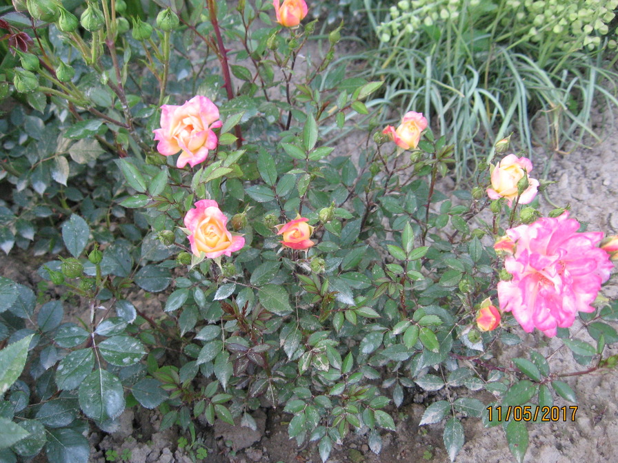 'Baby Maskarade' rose photo