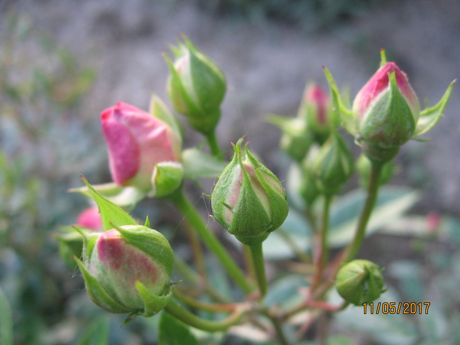 'Koster Rose' rose photo