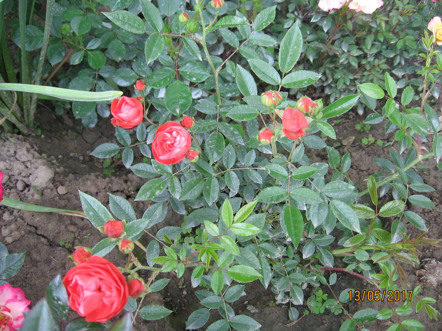 'Vatertag ®' rose photo