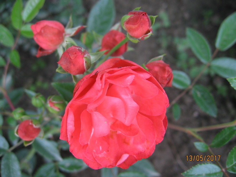 'Vatertag ®' rose photo