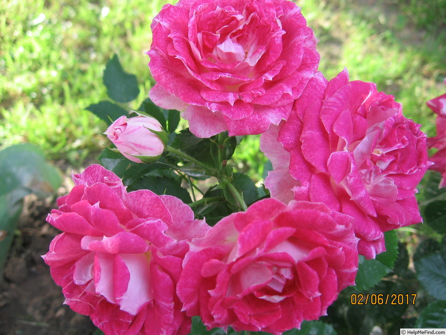 'Let's Celebrate (floribunda, Fryer, 2011)' rose photo