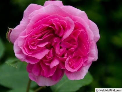 'Charmian ®' rose photo