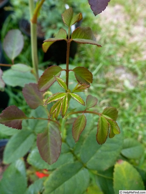 'Gruss an Aachen Pink' rose photo