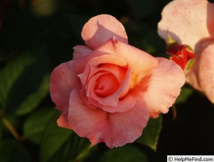 'Davidoff ®' rose photo