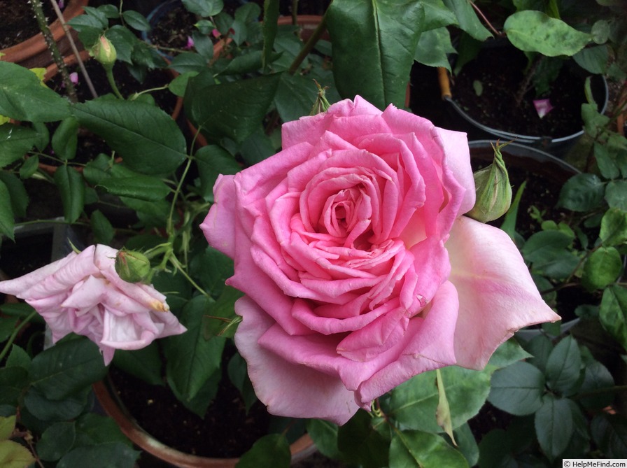 'Grace de Mónaco' rose photo