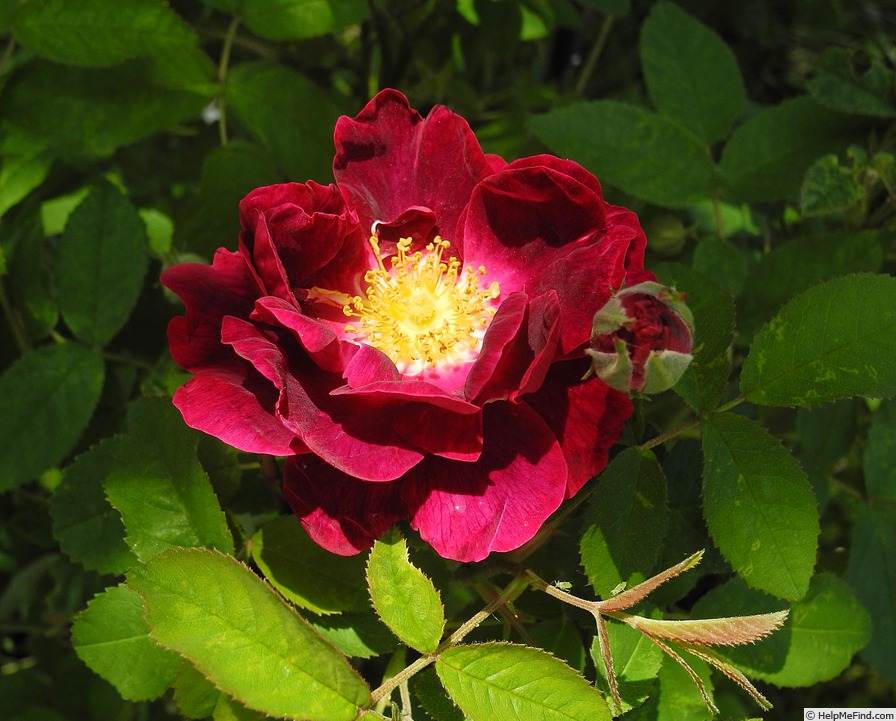 'Tuscany (Gallica, Unknown, before 1819)' rose photo