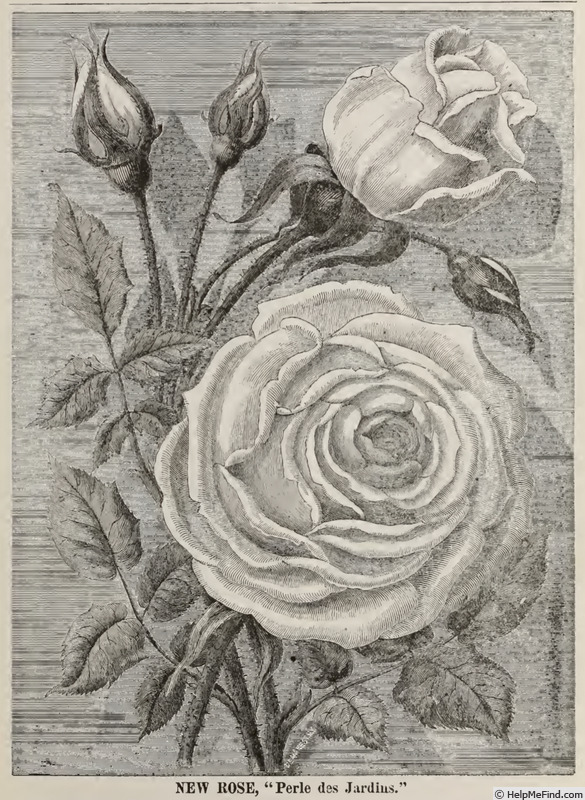 'Perle des Jardins' rose photo
