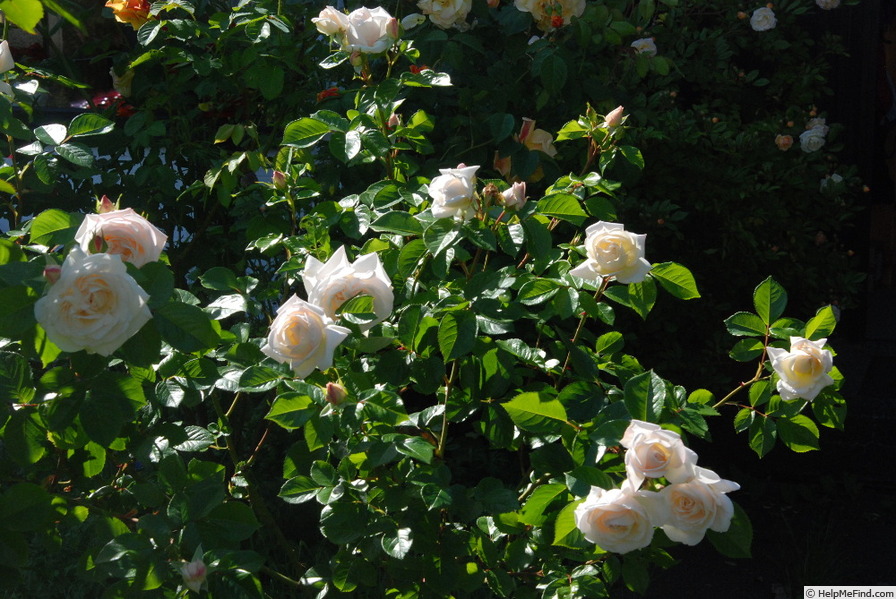 'White Gold (floribunda, Cocker, 1998)' rose photo