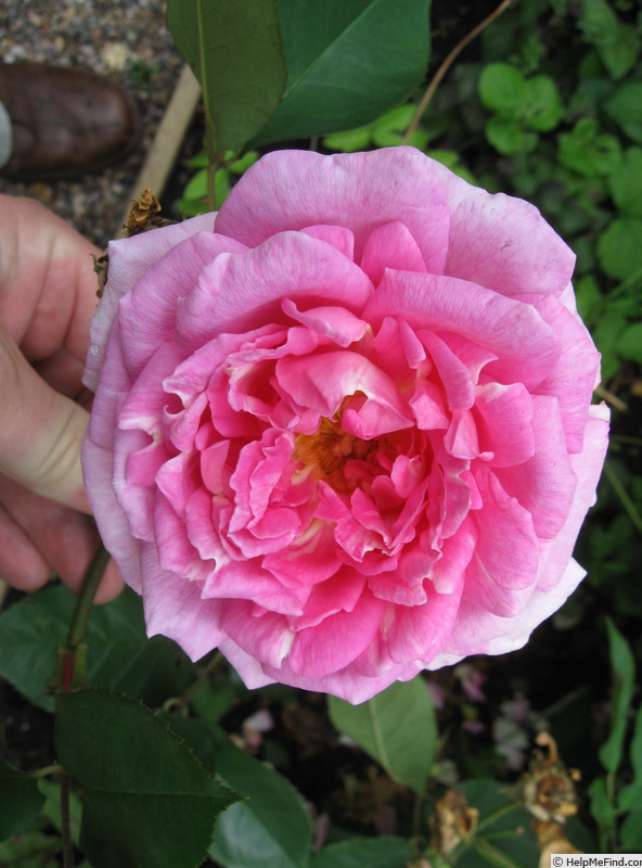 'Blairii No. 2' rose photo