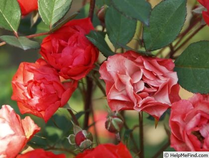 'Orange Special' rose photo
