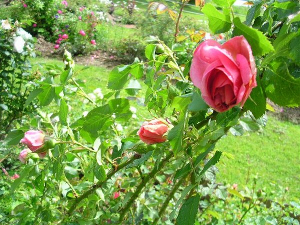 'Balsgårds Anna' rose photo